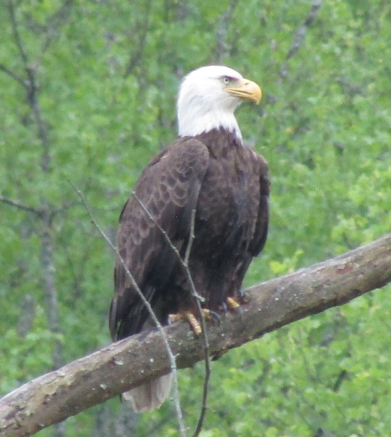 Bald Eagle (Boone County, WV)