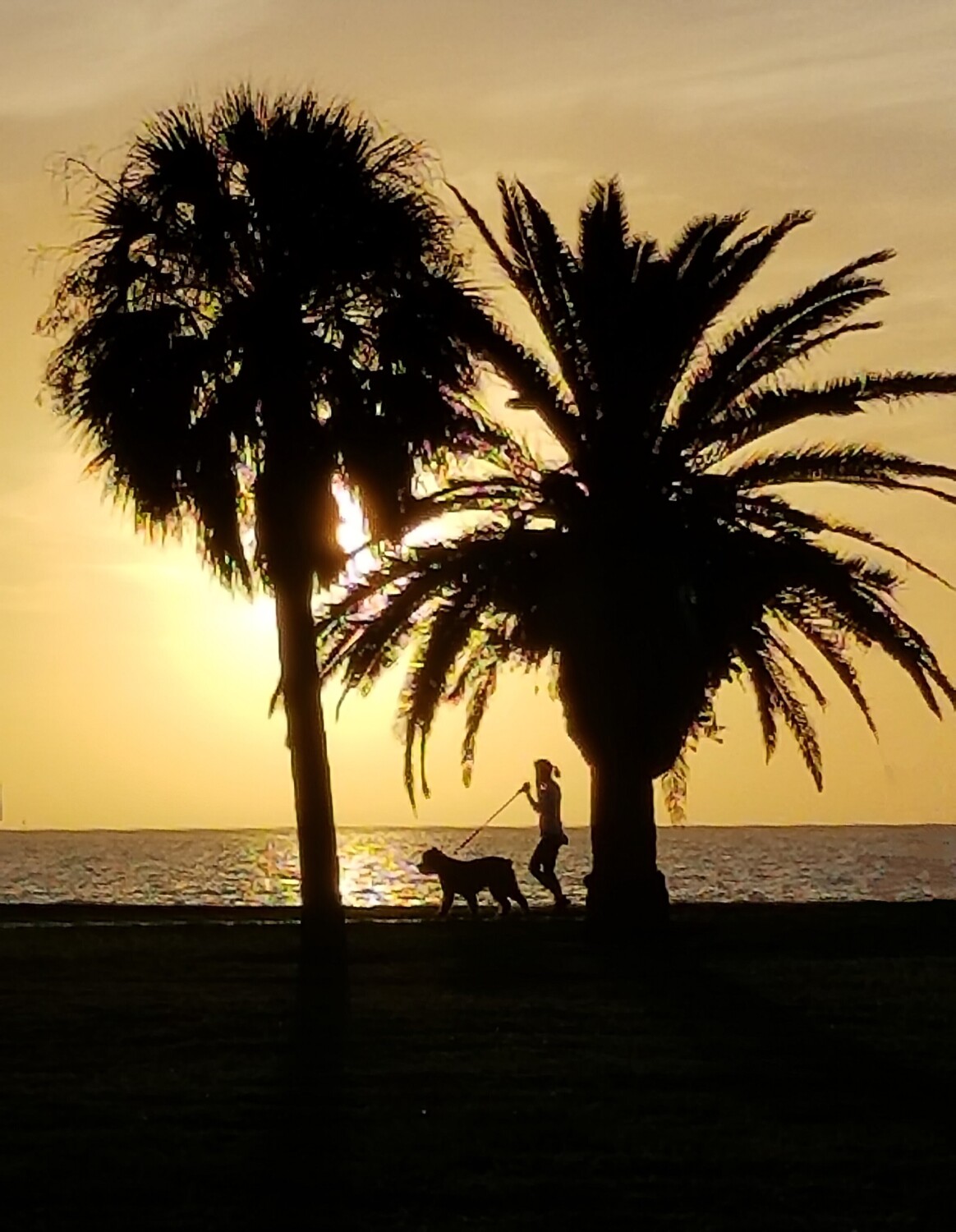 Morning Run Silhouette