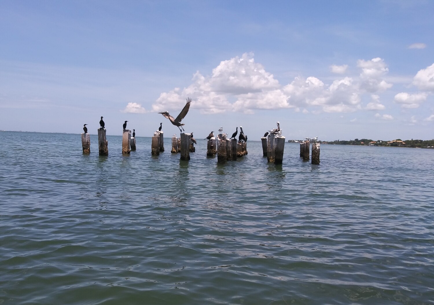 Pelican the pelican his beak holds more than his b