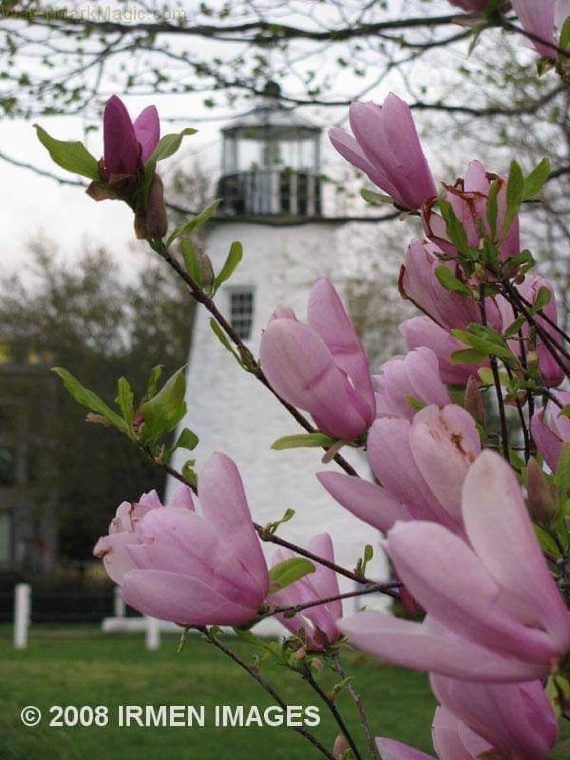 Lighthouse with Magnolia