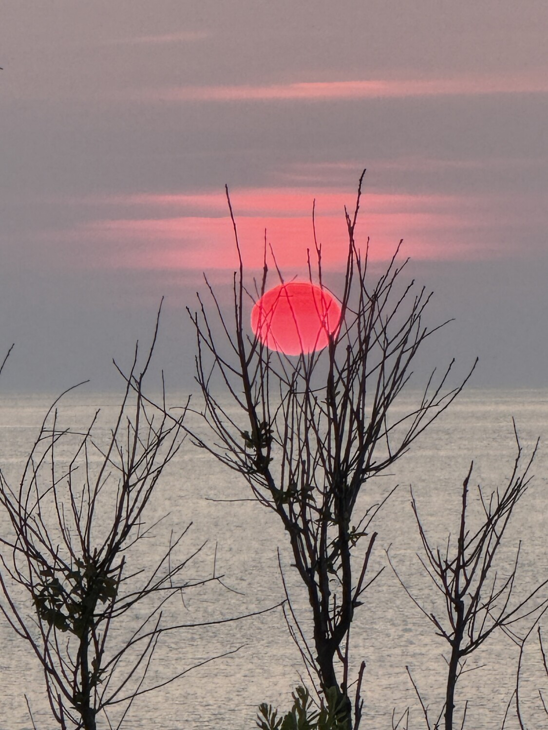 Sunset caught in a tree.