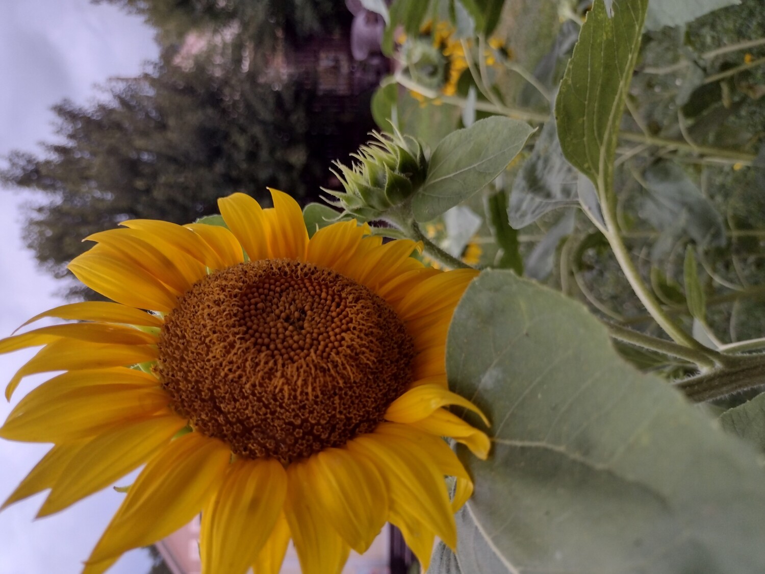 Sunflower peddle breeze