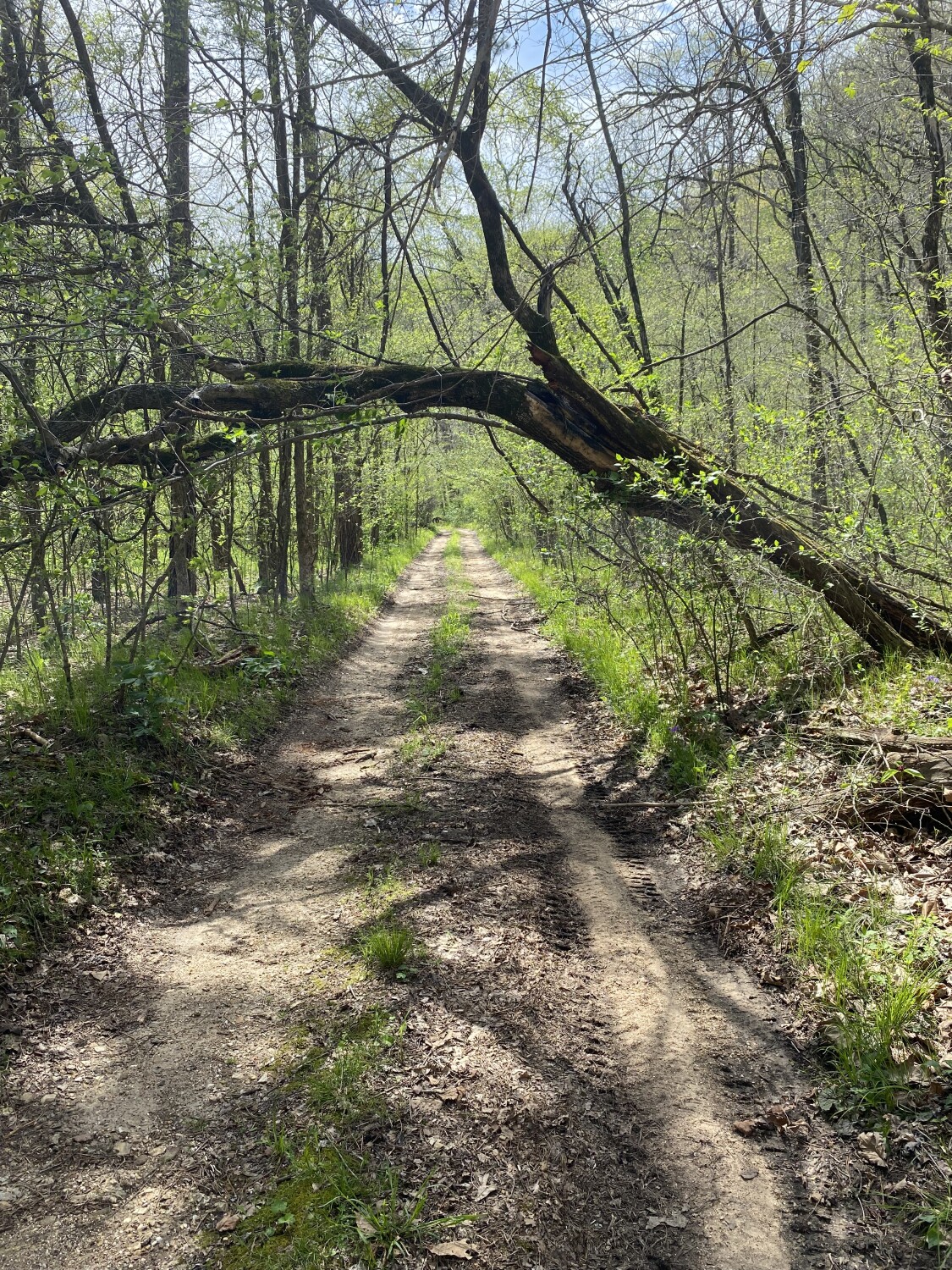 Road to Eleven Point Overlook