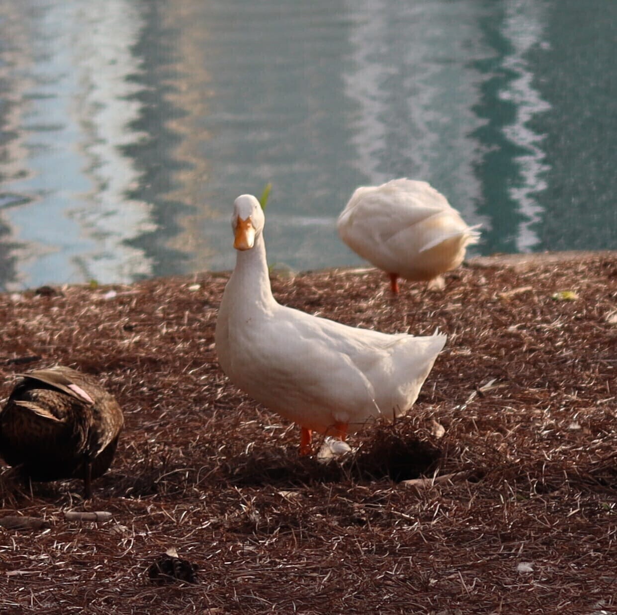 A day in downtown orlando