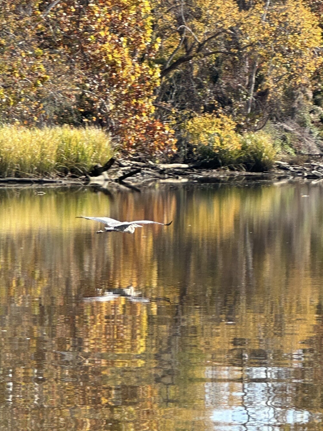 Crane in flight