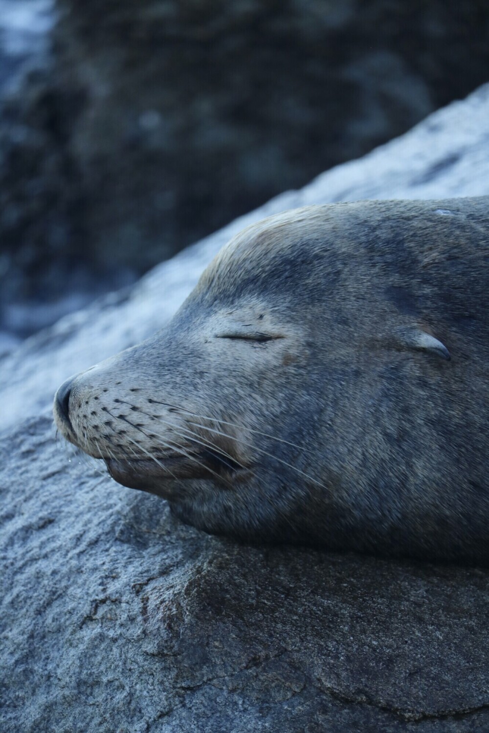 Sweet Dreams Sea Lion