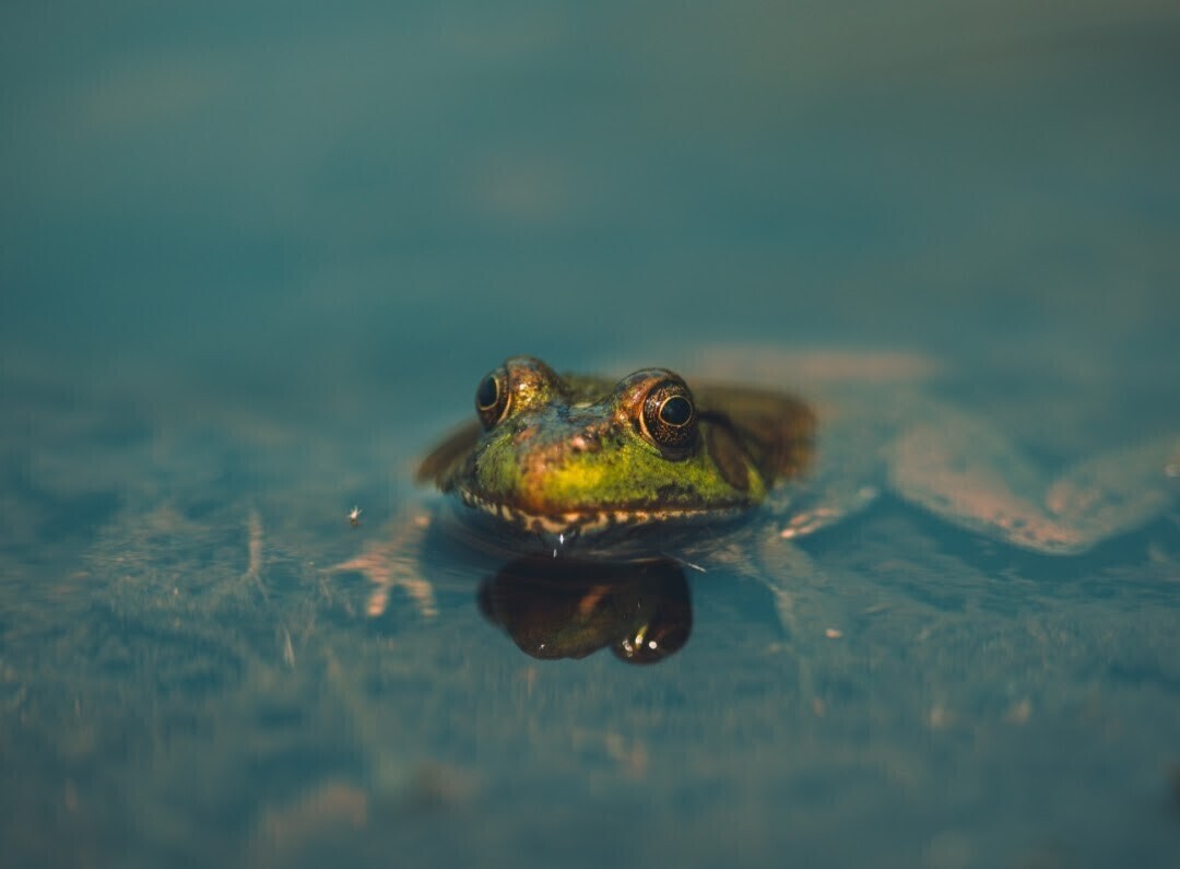 The Bog Frog