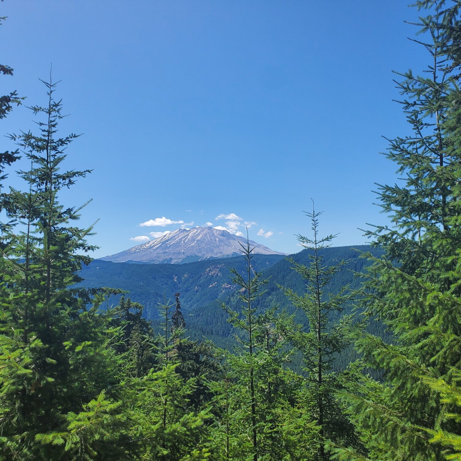 Spotting St Helen's through the trees