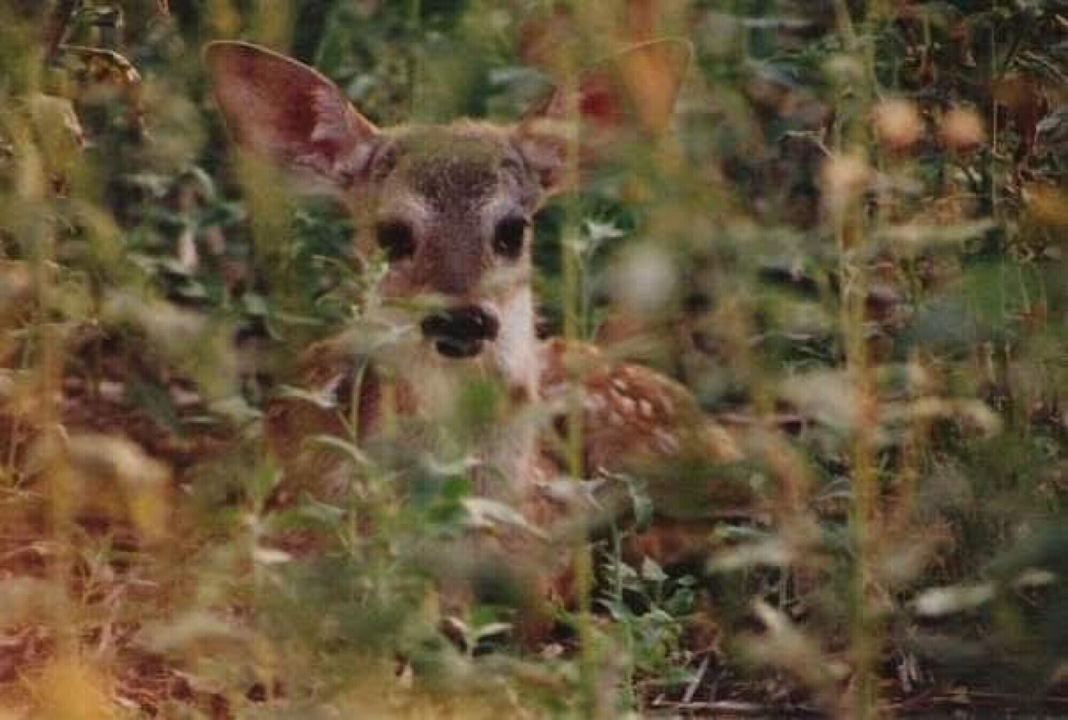 Camouflaged Fawn