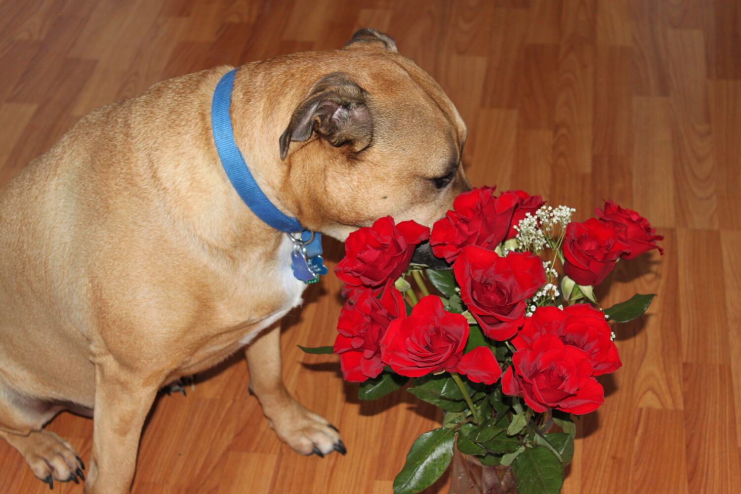 Stop and smell the roses