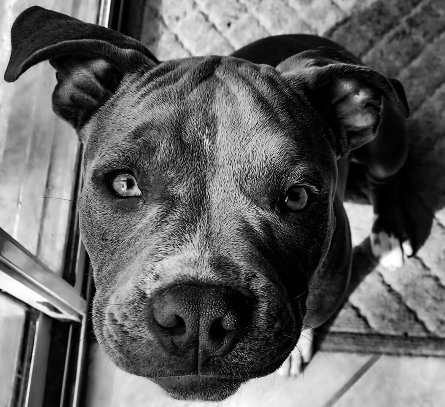 Draco the Pocket American Bully as a Puppy