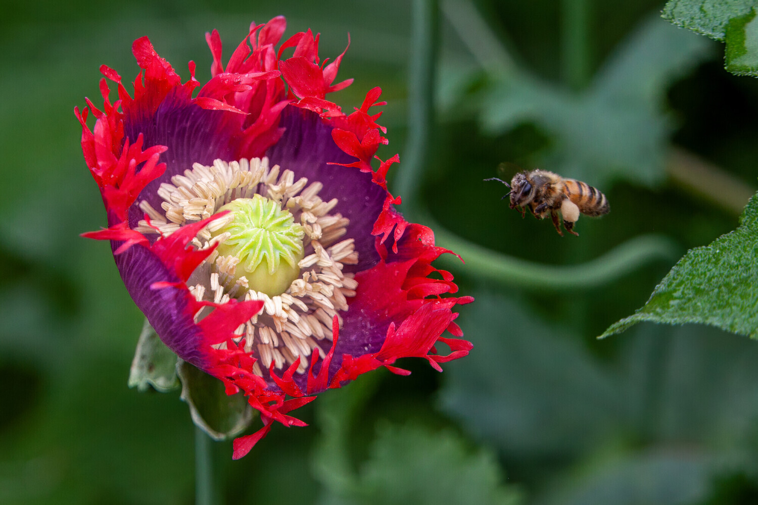 Drama Queen poppy with honey bee attraction