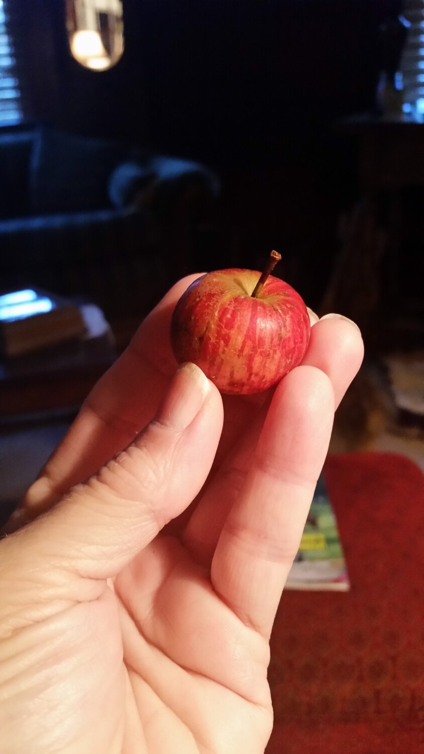 Perfect little apple