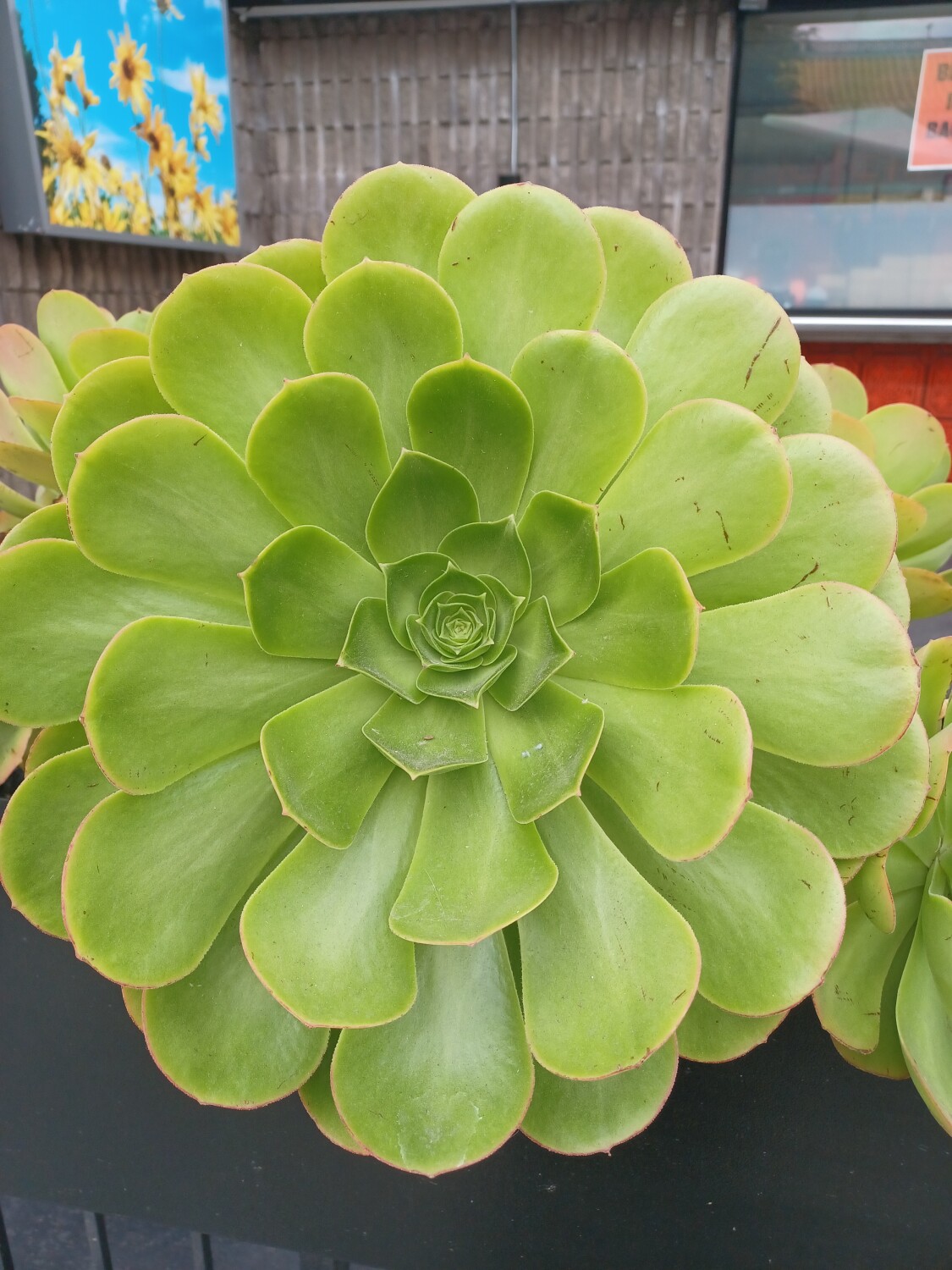 Succulent flower