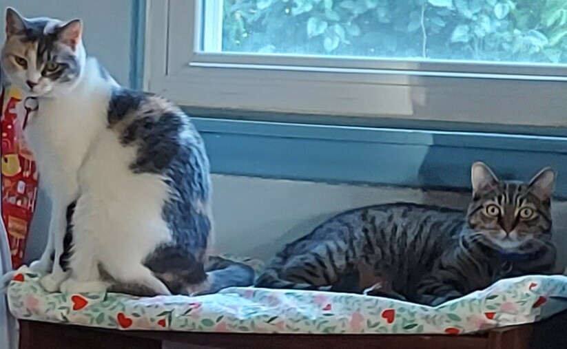 Gingersnap and Daisy Mae