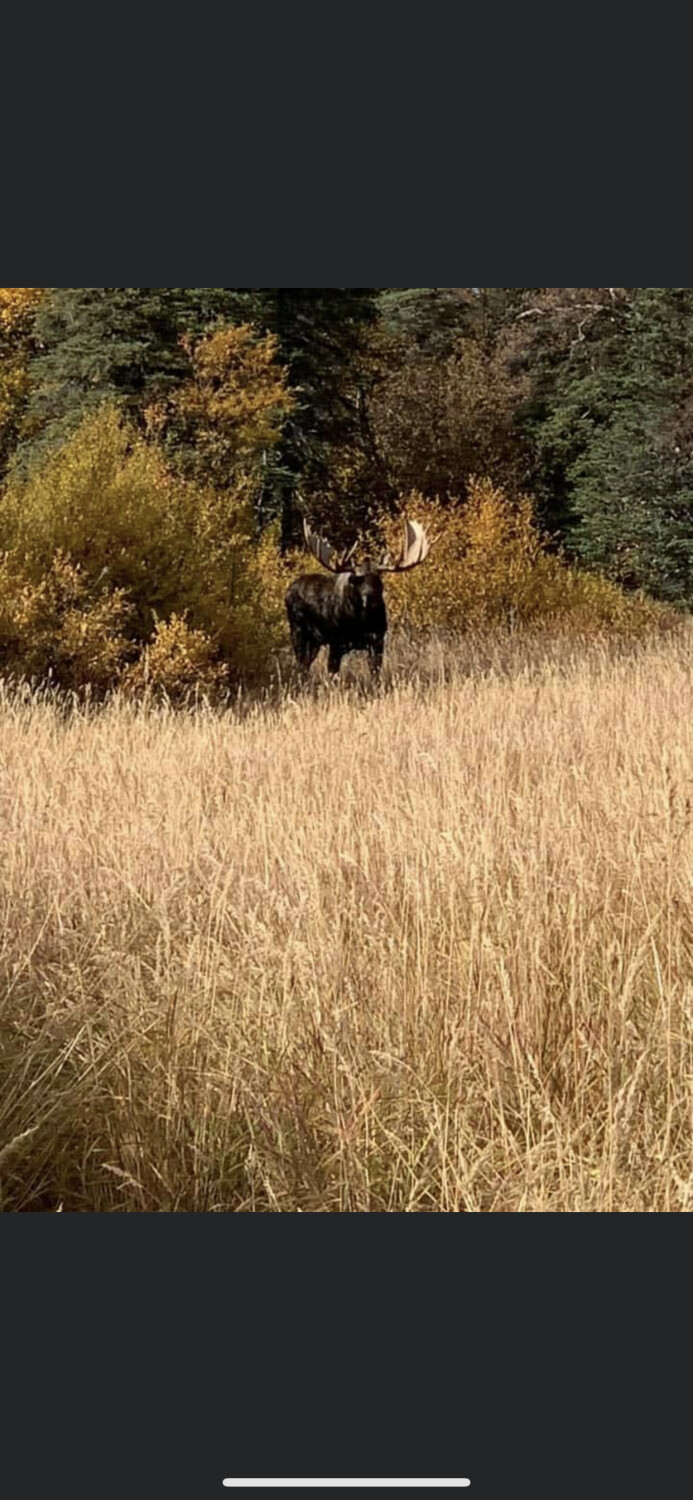 Alaskan Bull Moose
