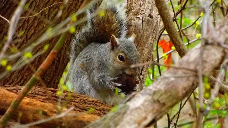 Squirrel got a nut