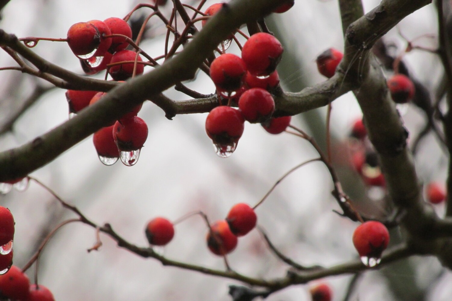 Dew drops on berries