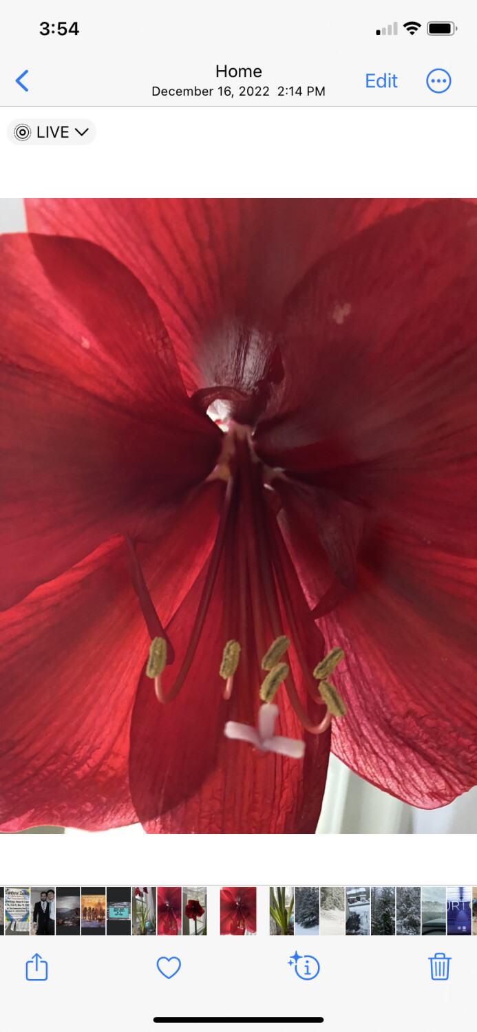 Amaryllis