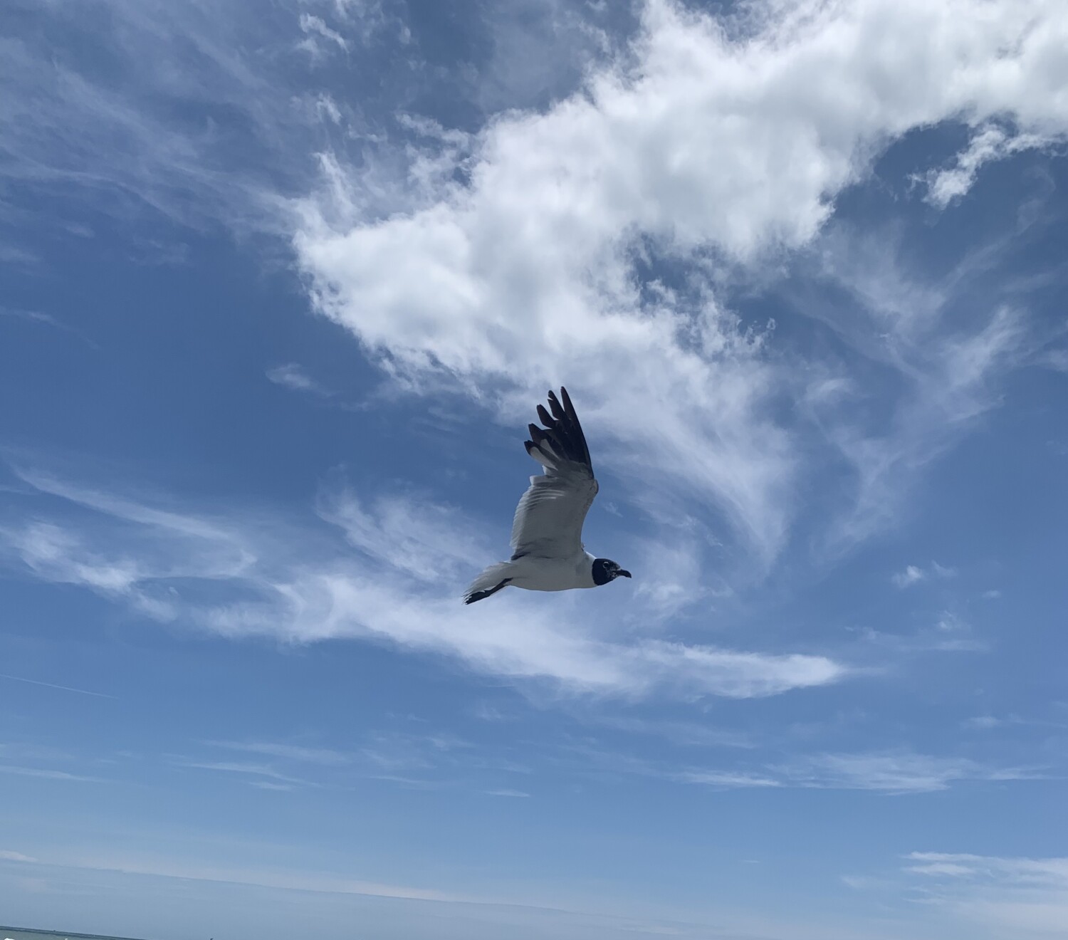 Flying beach chicken