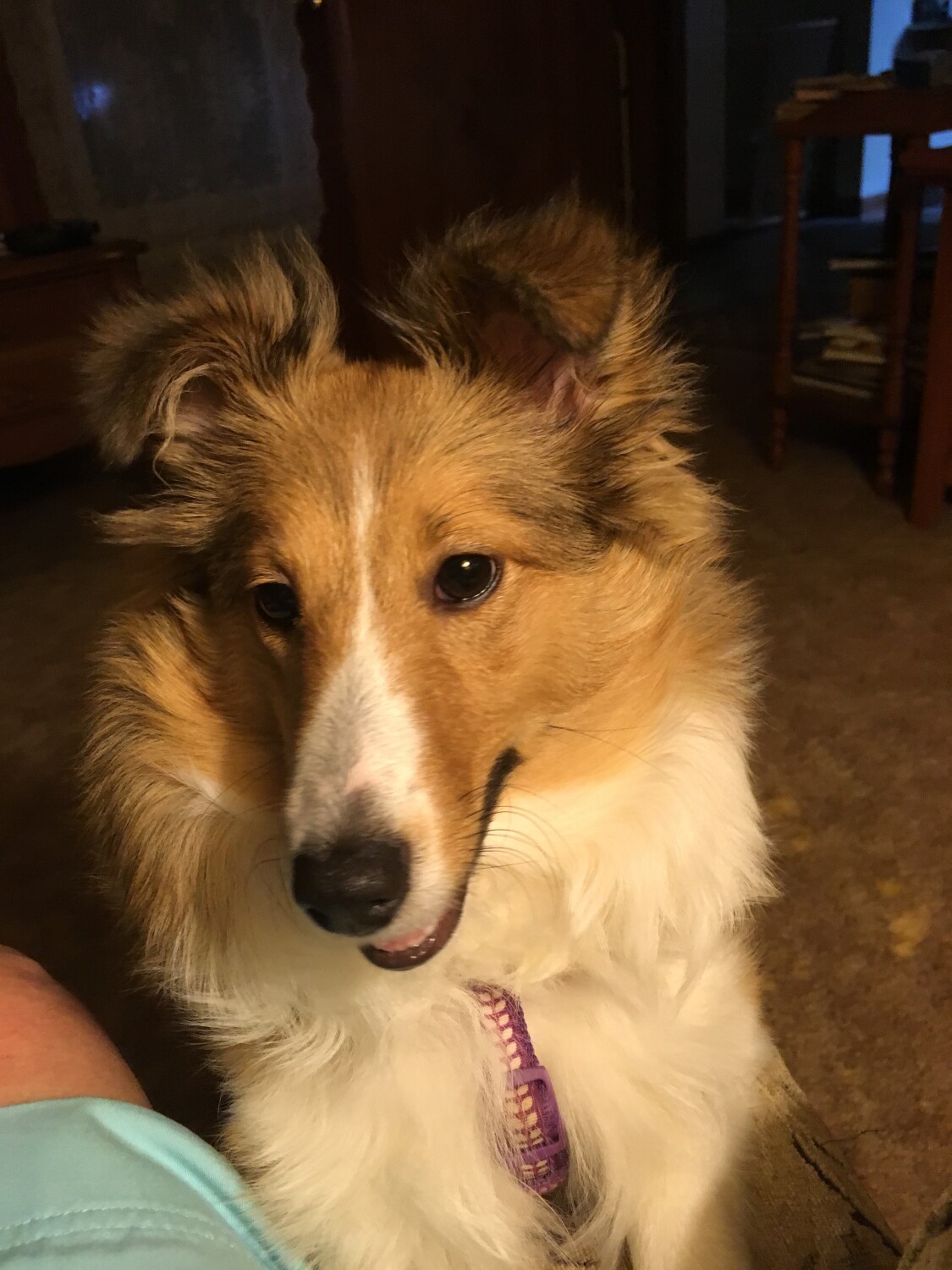 My Sheltie