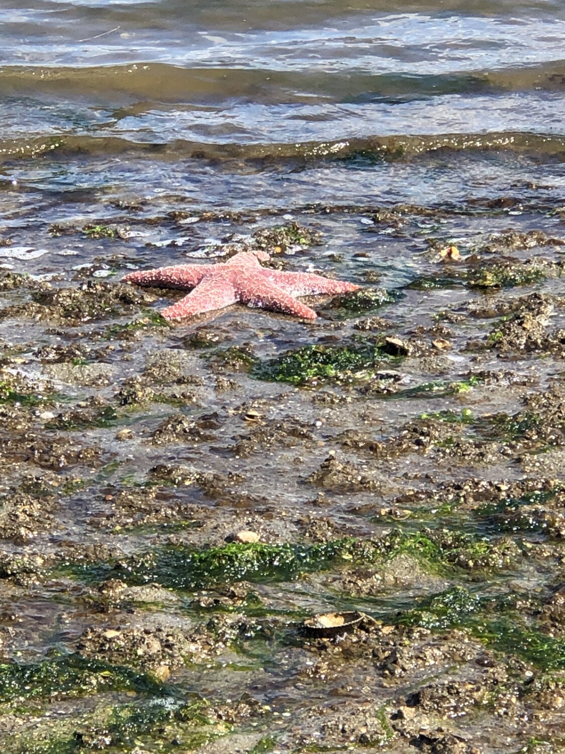 Starfish WA