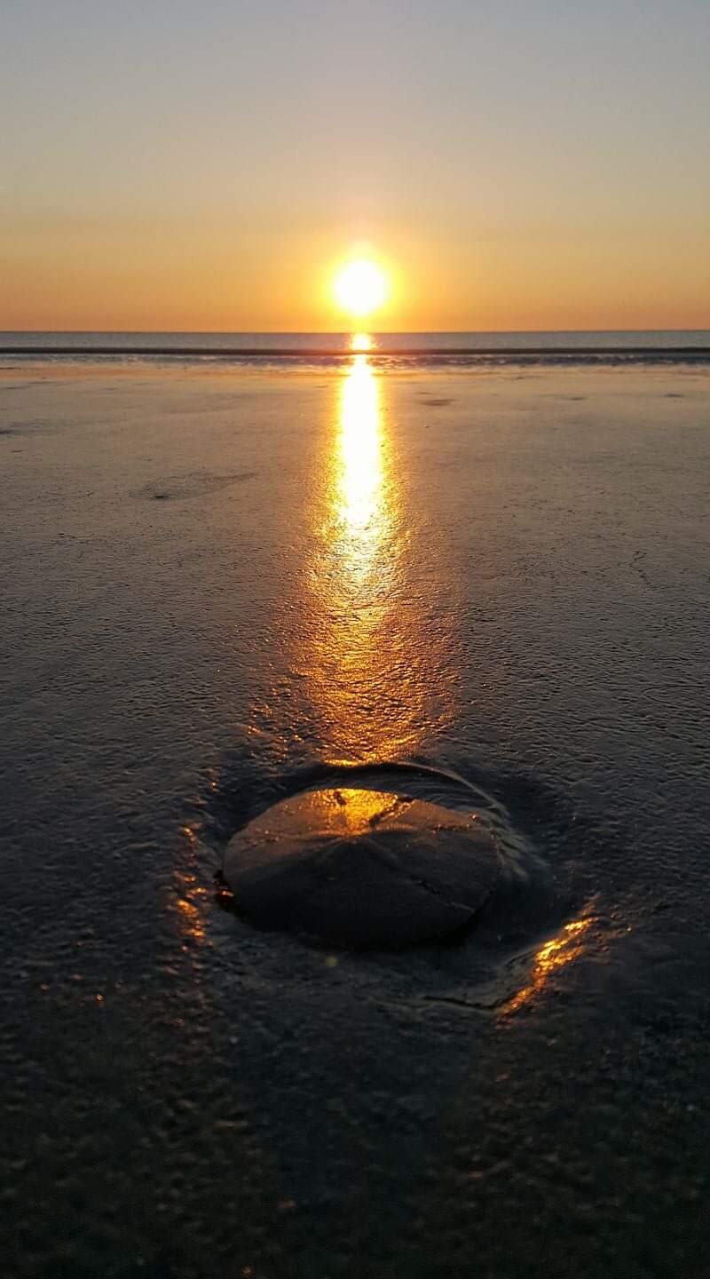 Sand Dollar Sunrise