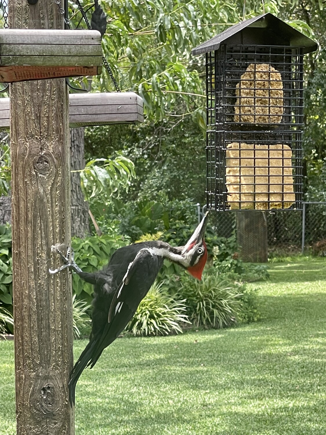 Mr. Woodpecker