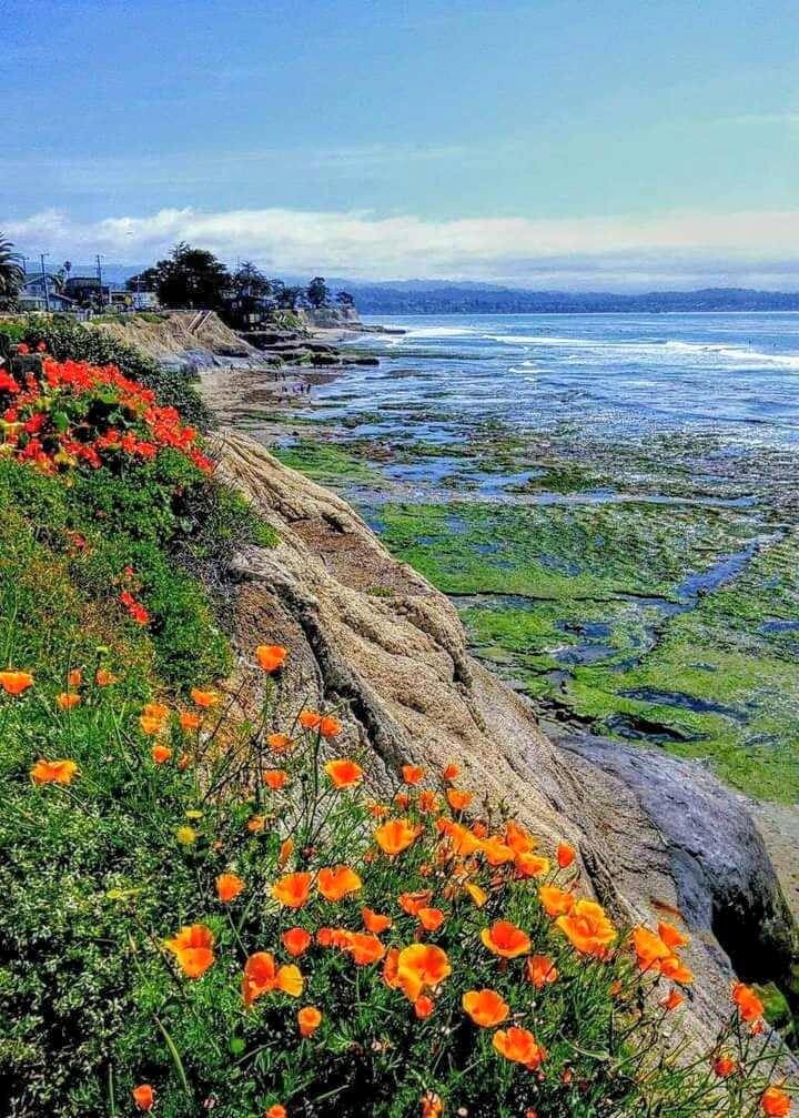 Springtime at Pleasure Point