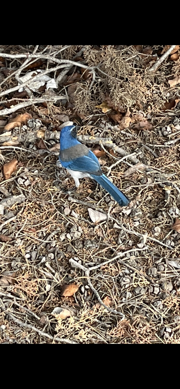 Nature tweets among the twigs