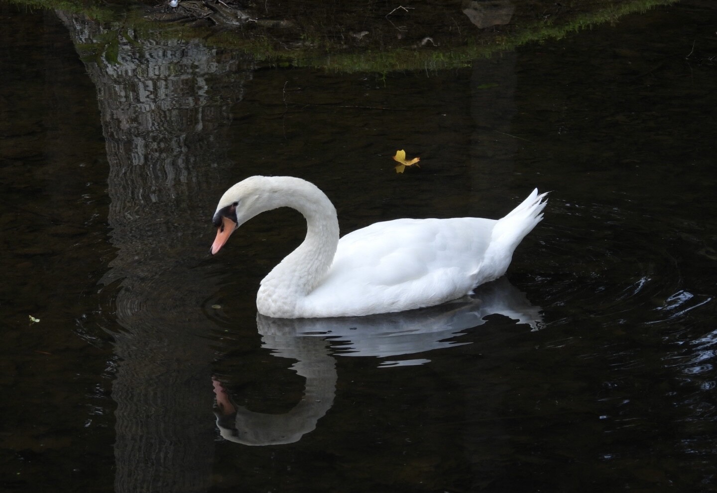 Reflections on Swan lake!