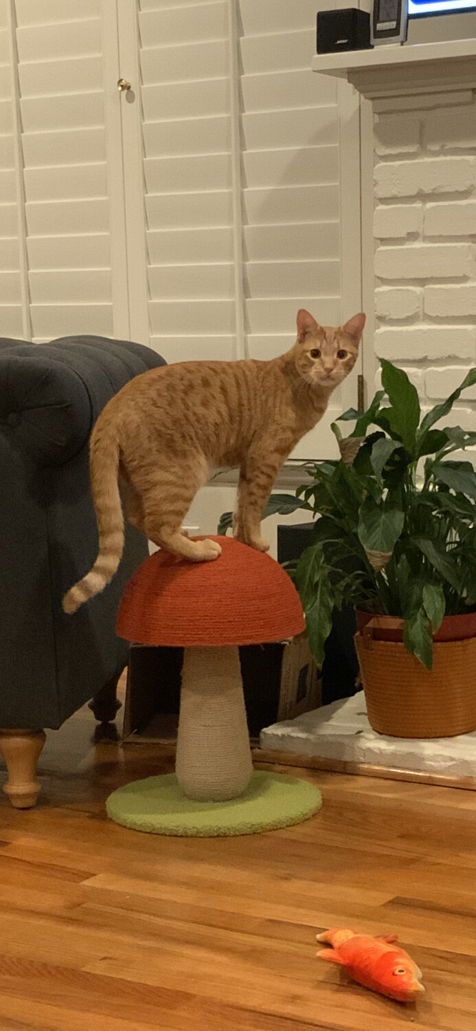 What? I’m not standing on a mushroom.