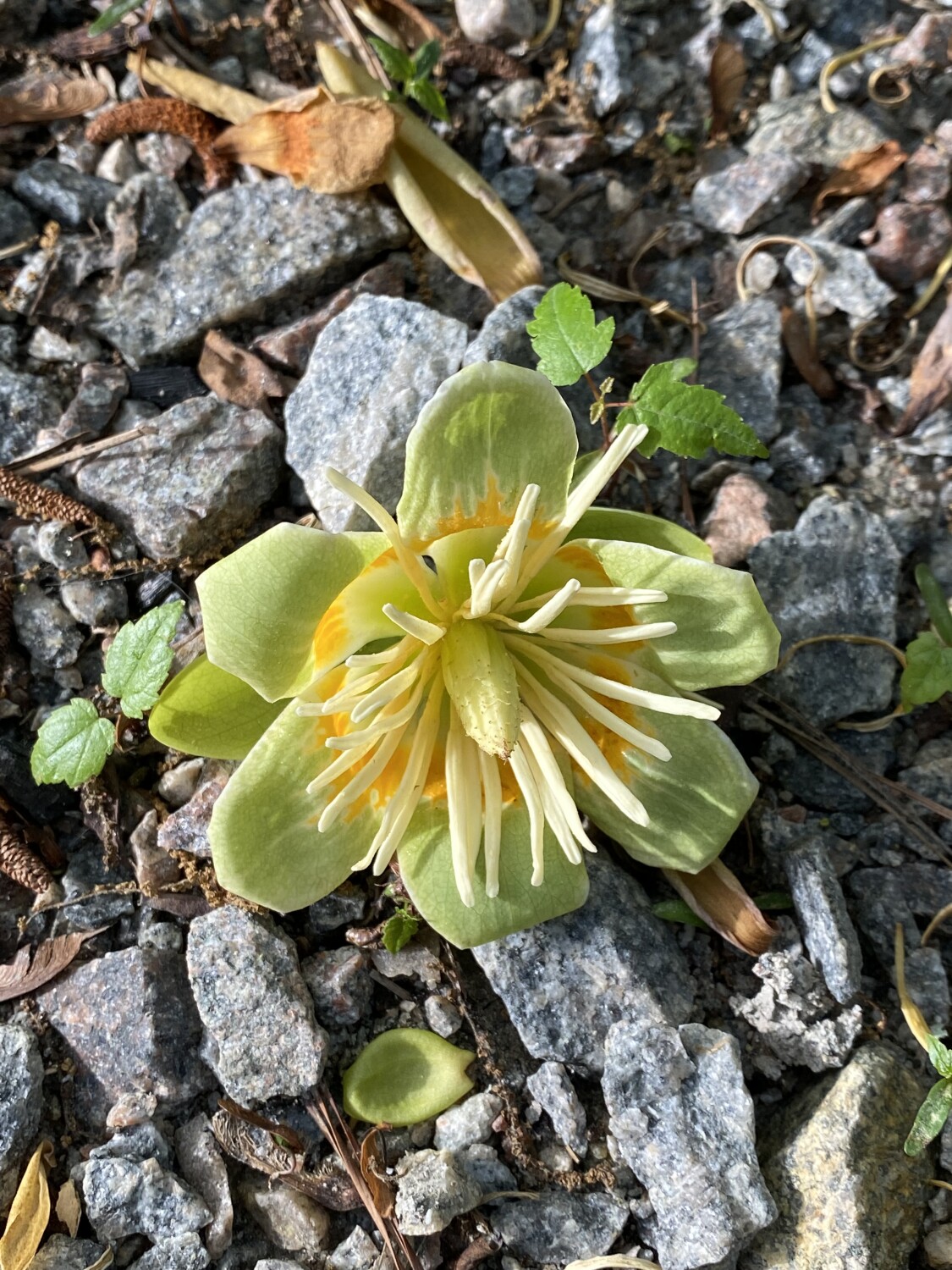 Flower from the trees