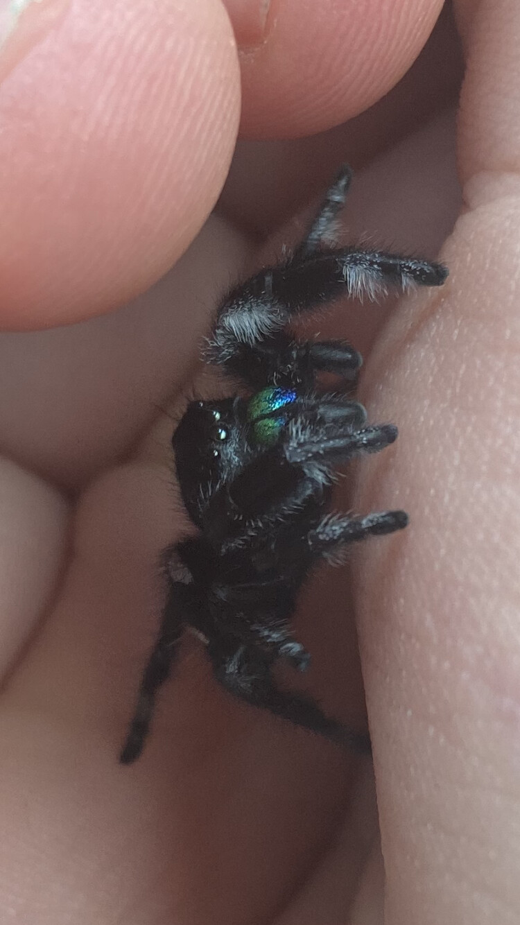 Regal Jumping Spider