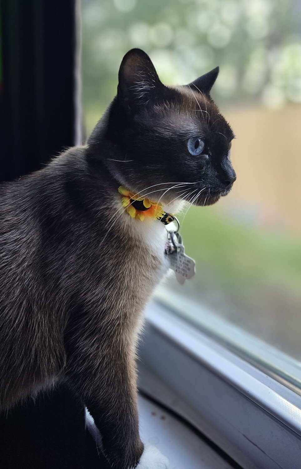 Eri the Snowshoe Siamese