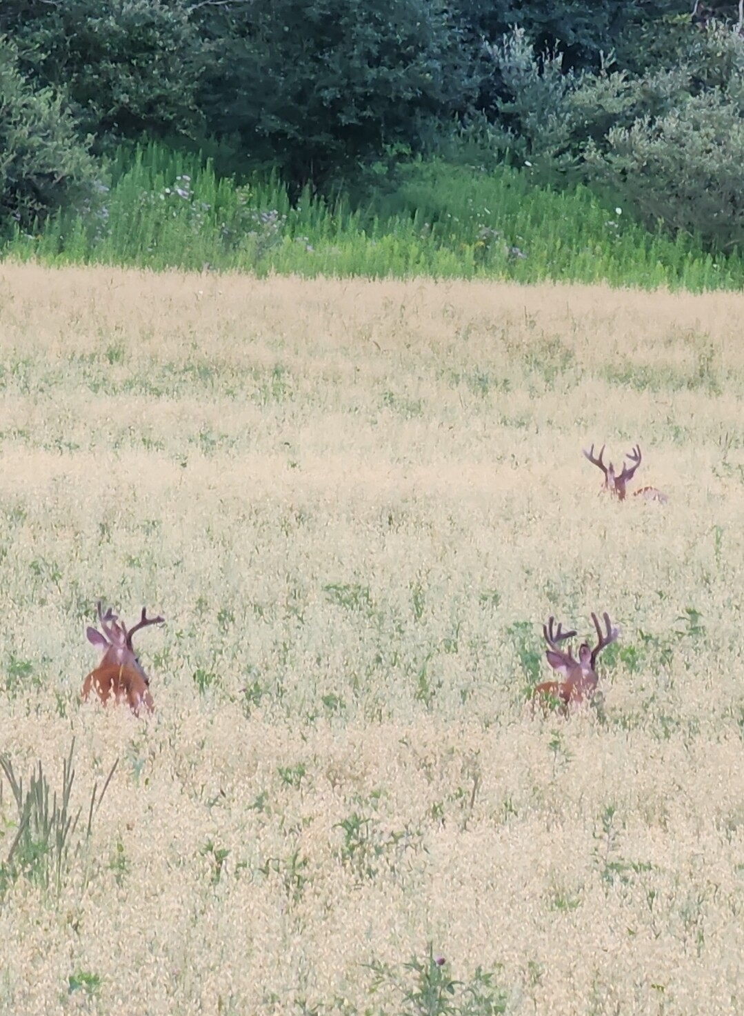Field full of "Bucks"
