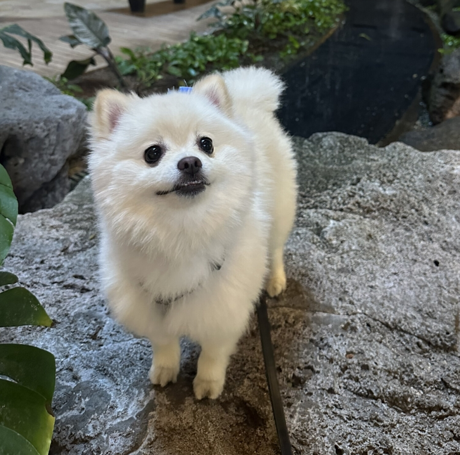Mochi in paradise