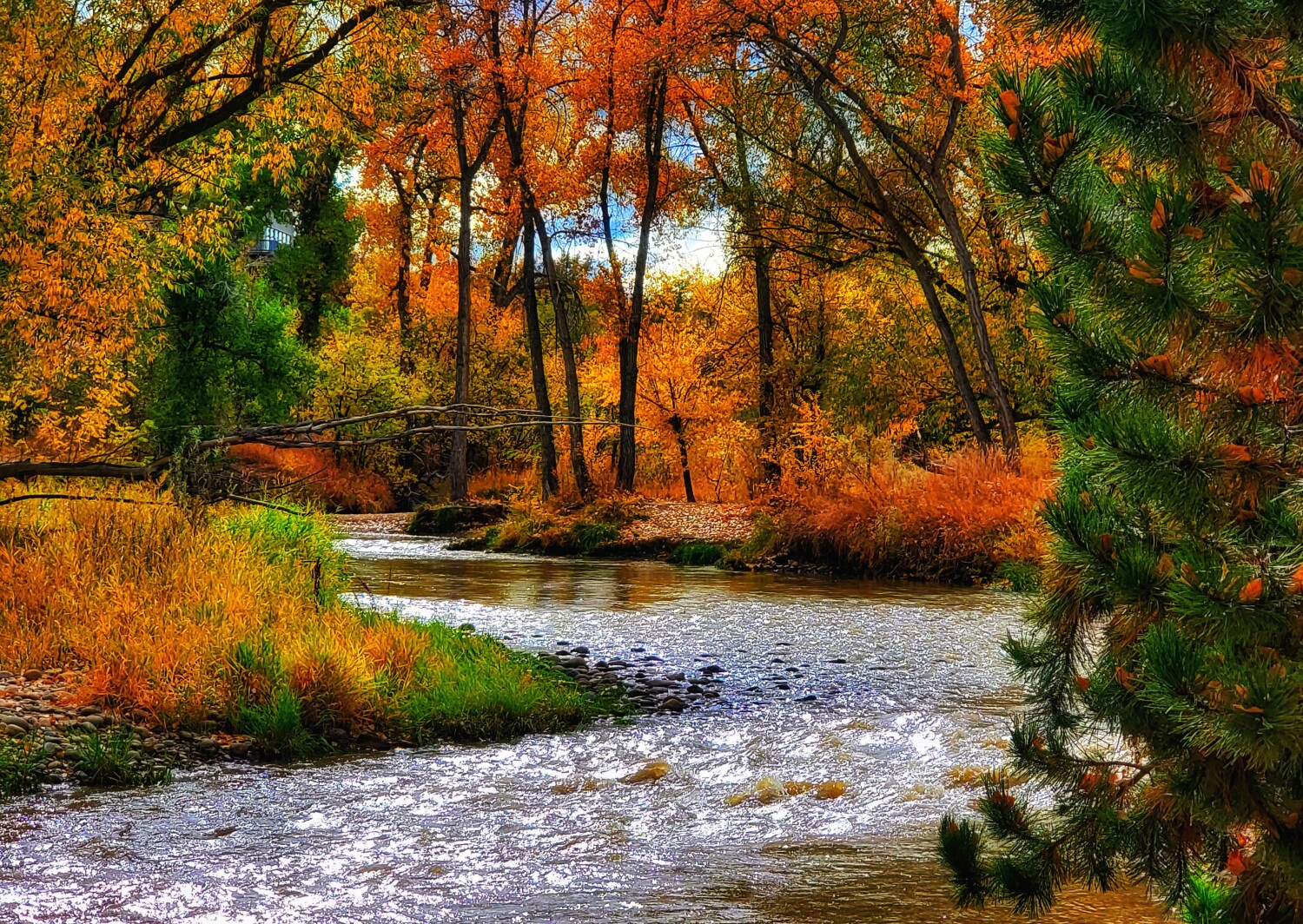Autumn in Anderson Park