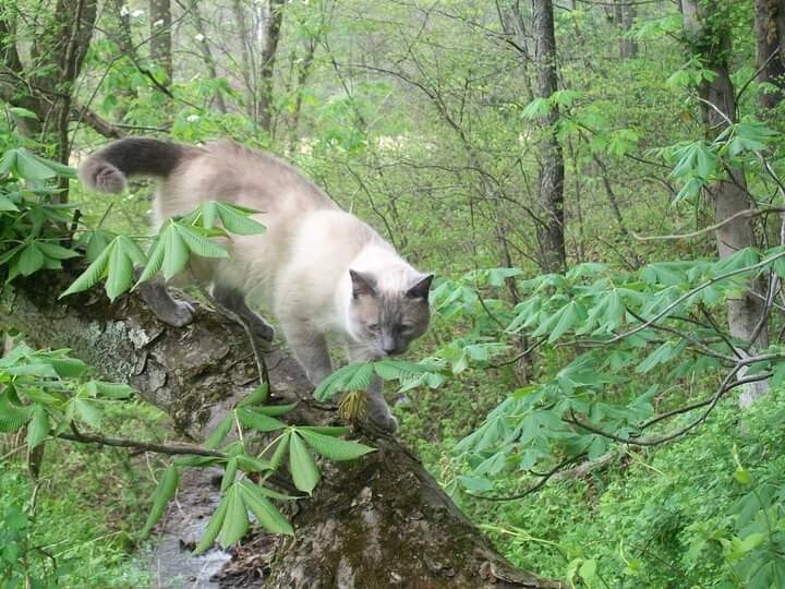 Monkey the jungle house cat