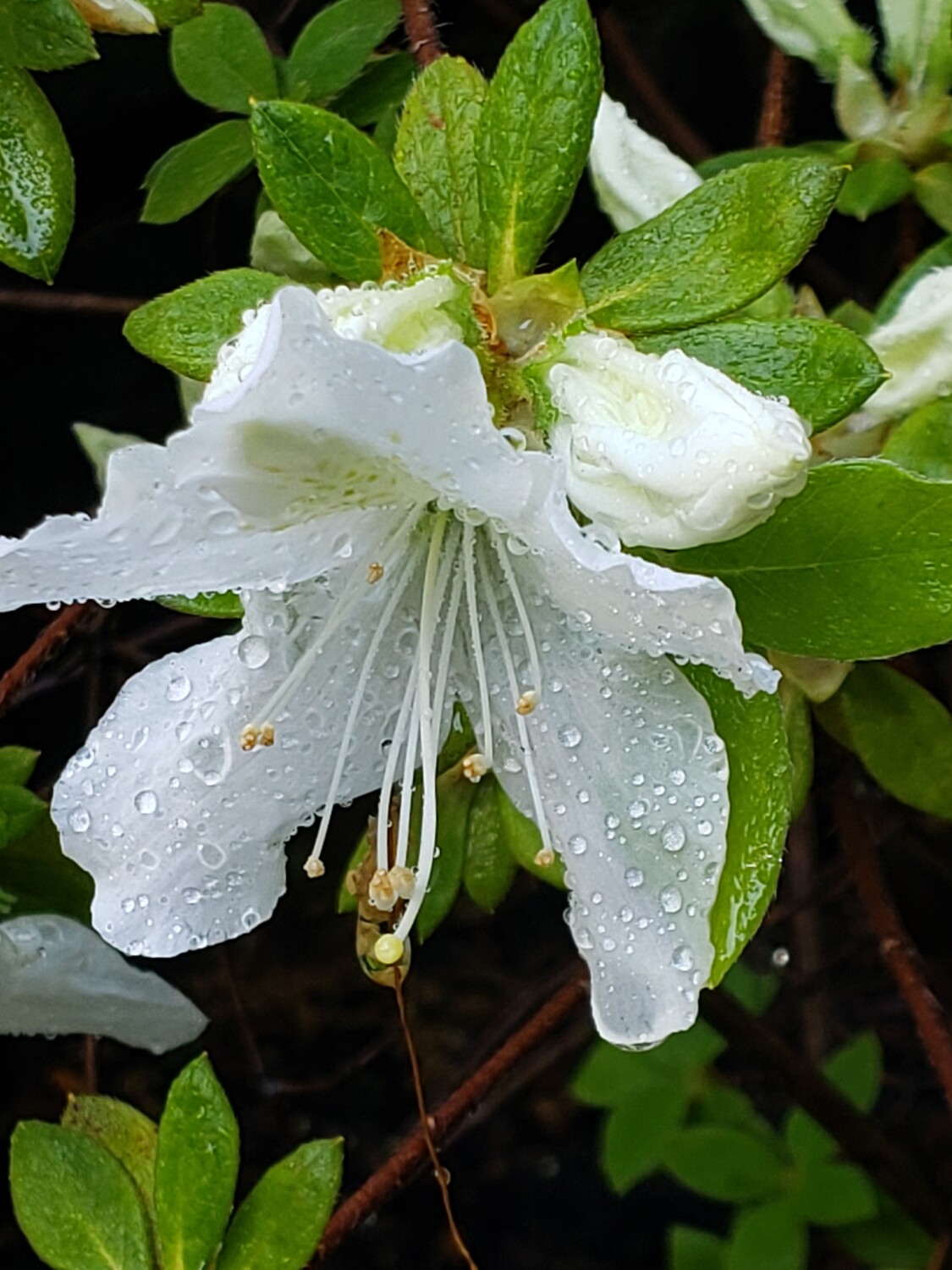 La danseuse du printemps