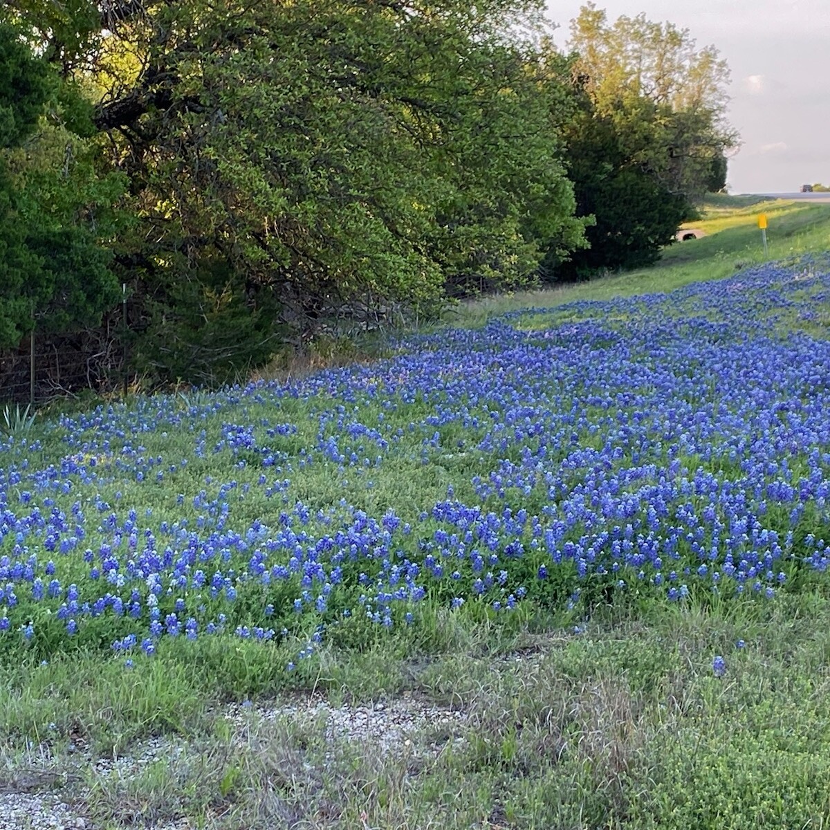 Texas Bluebonnets