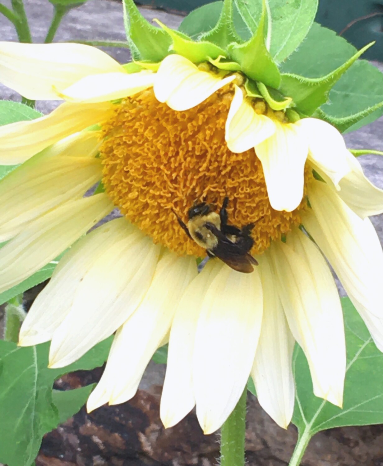 Sunflower Bee