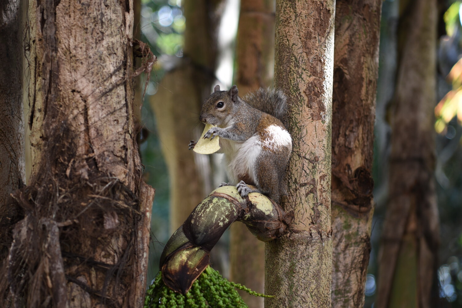 Let me eat my Pringles