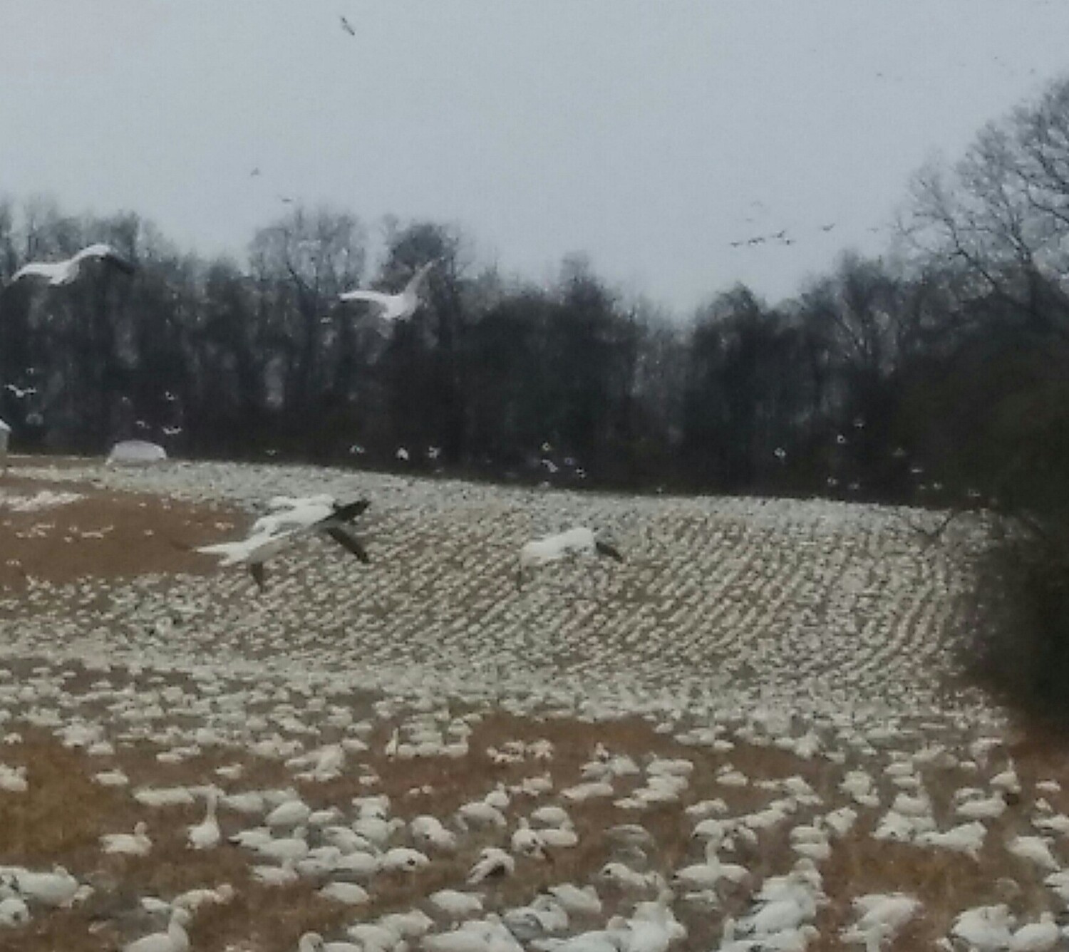 SnowGeese Splendor