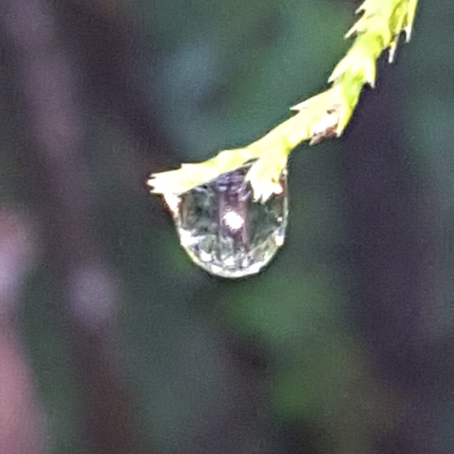 Raindrop