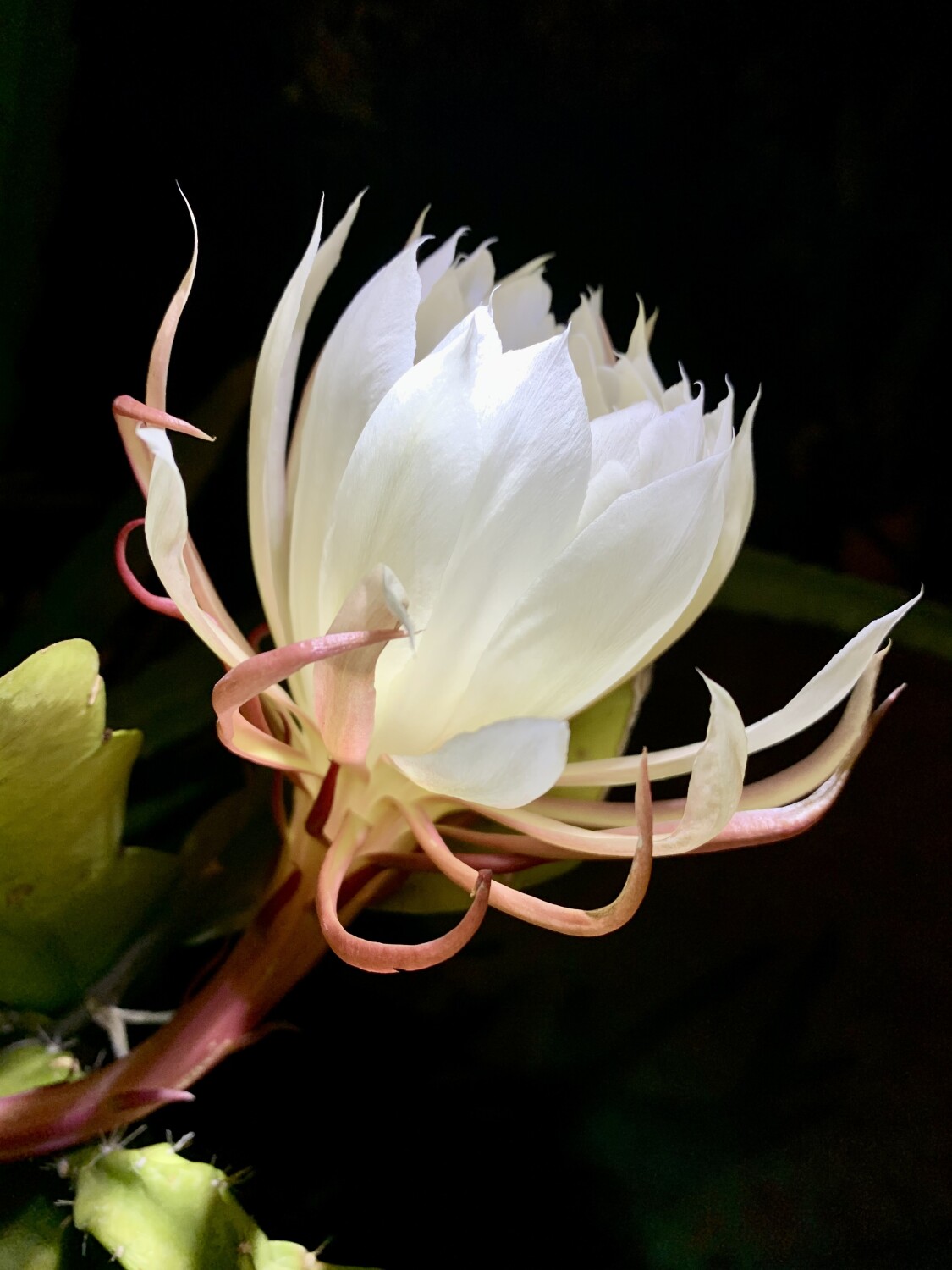 Queen of The Night Cactus Blooming