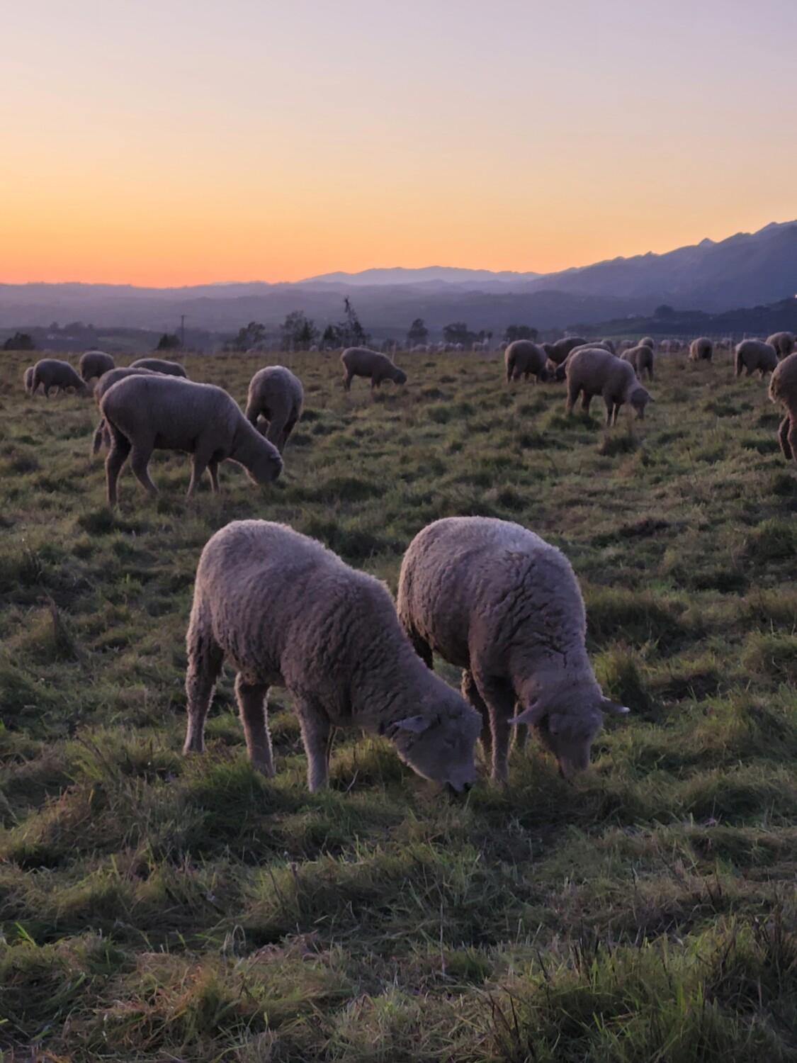 Hungry sheep to the rescue!