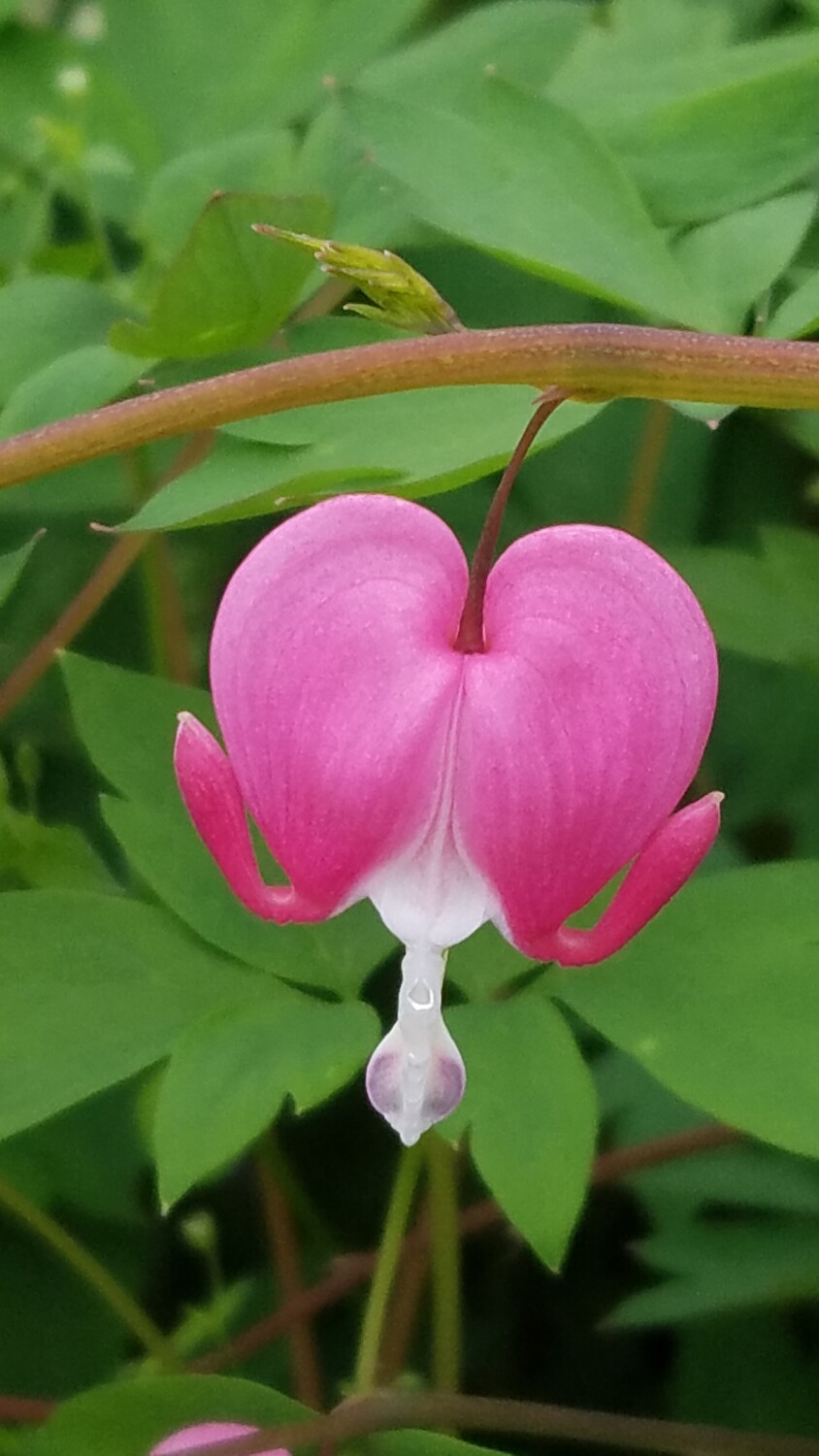 Bleeding heart