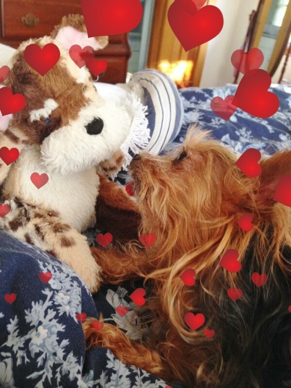 Lady Shelby loves her dogit