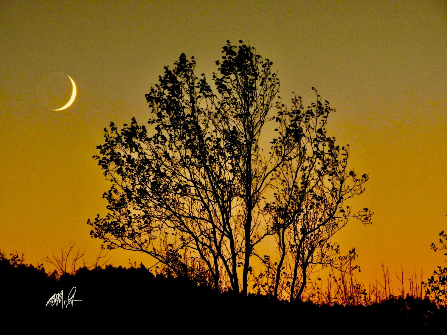 Setting Crescent Moon and silhouette of tree